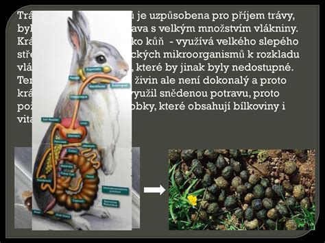 králičí bobky|Paréza trávicího ústrojí králíků